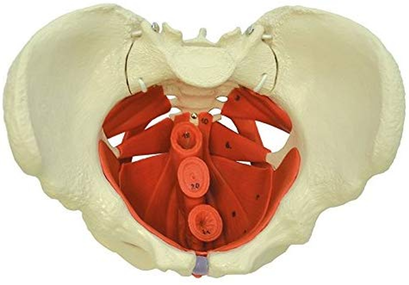 pelvic floor model