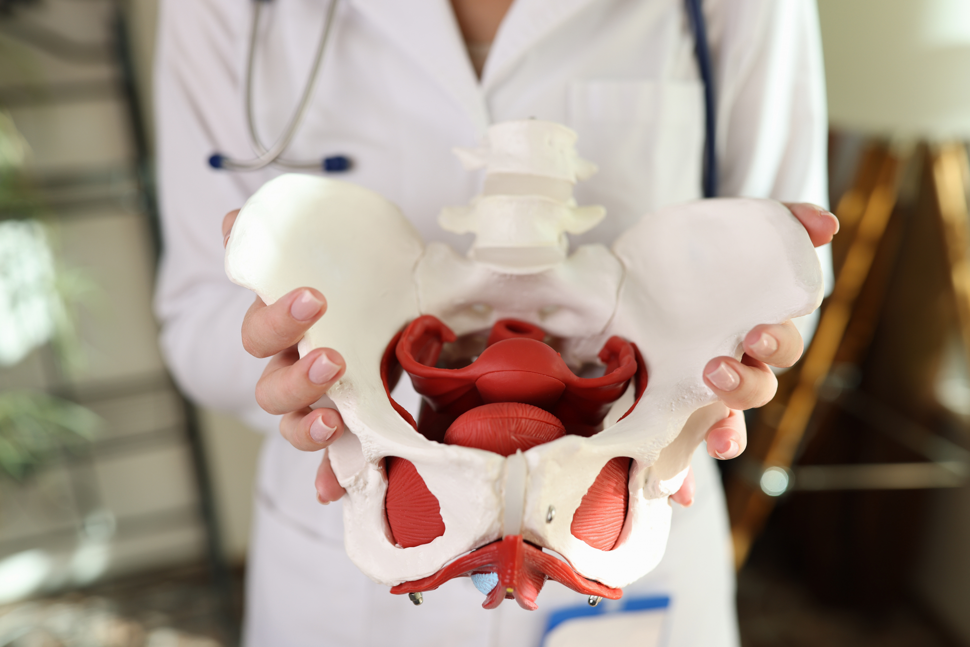 doctor holding pelvic floor model