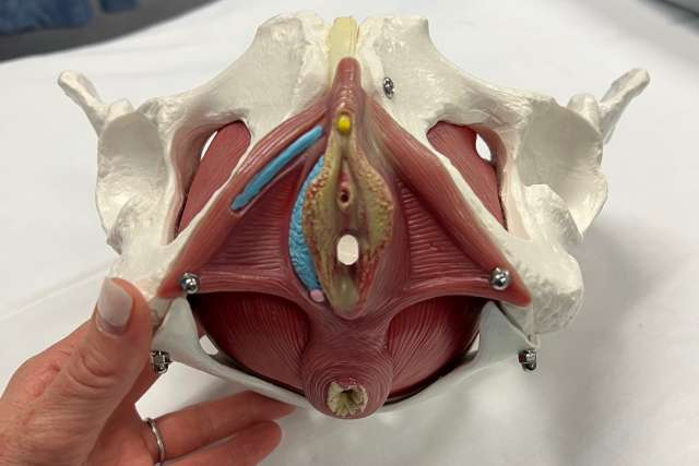 Pelvic floor model
